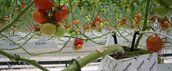 tomatenplanten in kas