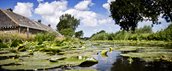 Sloot met waterplanten en een boerderijtje op de achtergrond