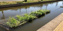 Natuur in de gracht aan de Spoorsingelgracht
