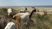 Dynamisch en natuurlijk kustbeheer door geiten