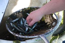 Jonge snoek in net