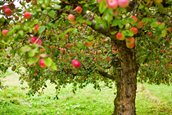 Orchard-trees-1024x682