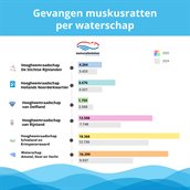 Infographic: Gevangen muskusratten per waterschap