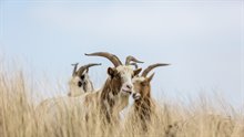 Geiten onderhouden het duinlandschap